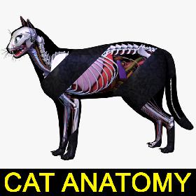 Shark (Rigged) 3D model